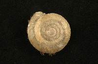 藏品(臺灣盾蝸牛)的圖片